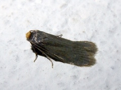 Cephimallota crassiflavella