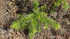 Cunninghamia