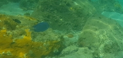 Acanthurus coeruleus