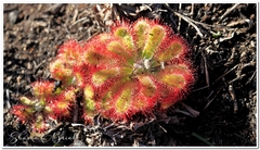 Drosera esterhuyseniae