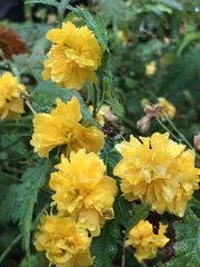 Kerria japonica
