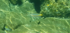 Ocyurus chrysurus