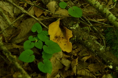 Otidea alutacea