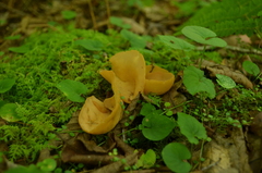 Otidea alutacea