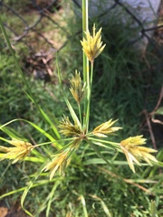Cyperus polystachyos