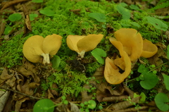 Otidea alutacea