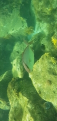 Seriola