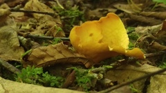 Otidea alutacea