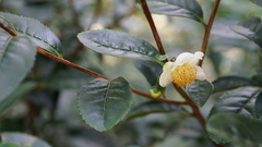 Camellia sinensis