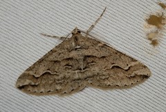 Syneora fractata