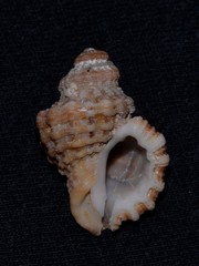 Turritriton labiosus