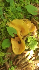 Otidea alutacea