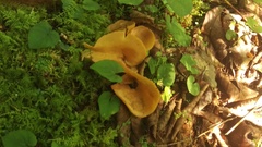 Otidea alutacea