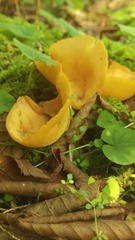 Otidea alutacea