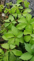 Parthenocissus quinquefolia