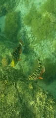 Sparisoma viride