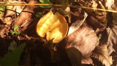 Otidea alutacea