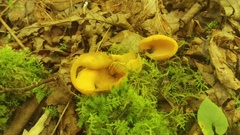 Otidea alutacea