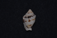 Canarium microurceum