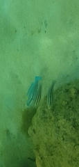 Scarus iseri
