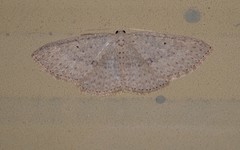 Poecilasthena anthodes