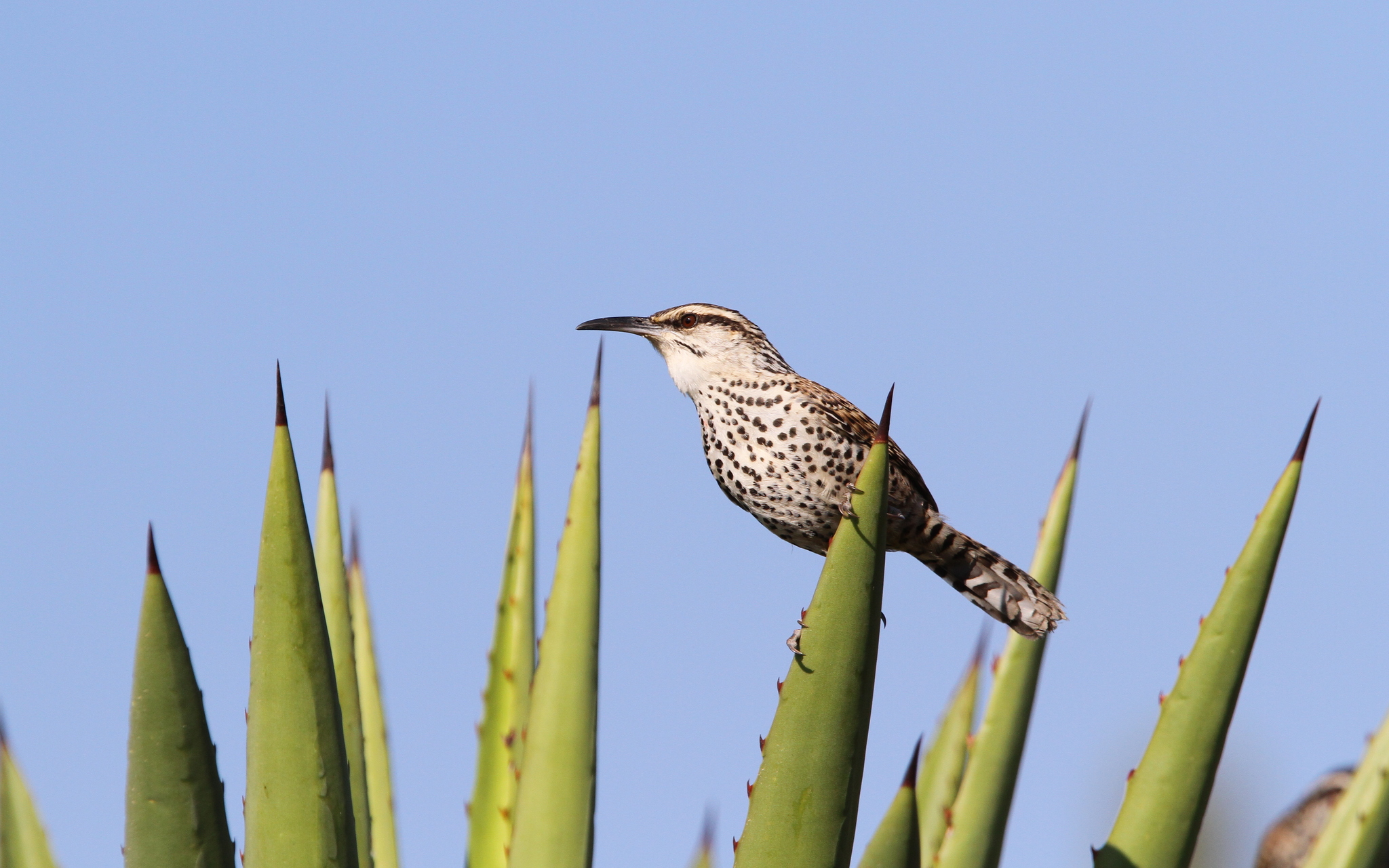 Boucard's Wren illustration