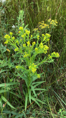 Solidago riddellii