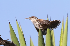 Boucard's Wren photo 1