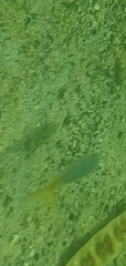 Ocyurus chrysurus