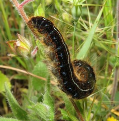 Malacosoma franconicum