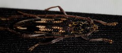 Coptocercus rubripes