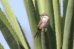 Boucard's Wren photo 2