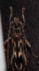 Coptocercus rubripes