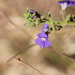 Stemodia florulenta - Photo (c) Adam Yates, algunos derechos reservados (CC BY-NC), subido por Adam Yates