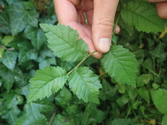 Ulmus minor