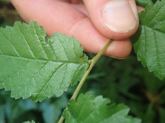 Ulmus minor