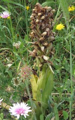 Himantoglossum robertianum
