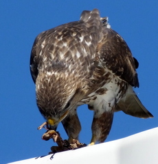 Buteo trizonatus