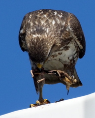 Buteo trizonatus