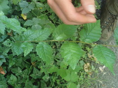 Ulmus minor