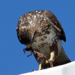 Buteo trizonatus