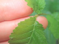 Ulmus minor