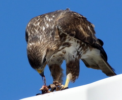 Buteo trizonatus