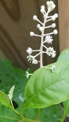 Phytolacca americana