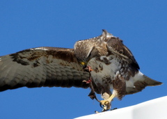 Buteo trizonatus