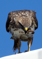 Buteo trizonatus