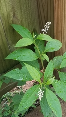 Phytolacca americana