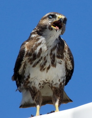 Buteo trizonatus