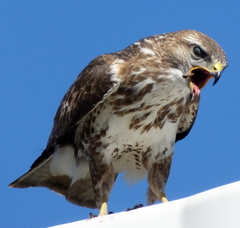 Buteo trizonatus