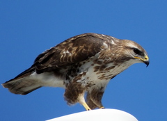 Buteo trizonatus